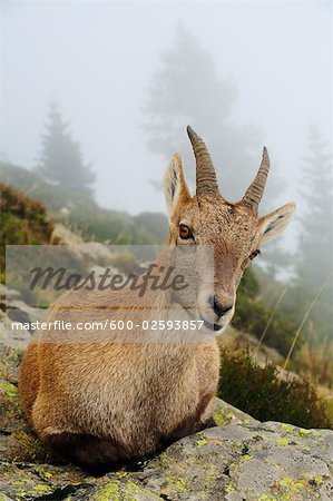 Portrait of Alpine Ibex, Aiguilles Rouges, Chamonix, France