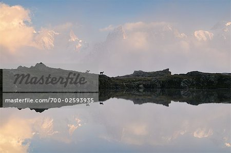 Alpine bouquetins et les Lacs de Cheserys, Aiguilles de Chamonix, Chamonix, France