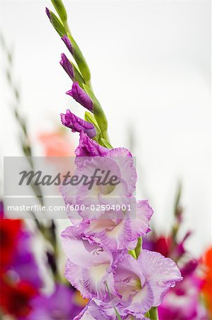 Close-up of White and Purple Flower, Salzburger Land, Austria