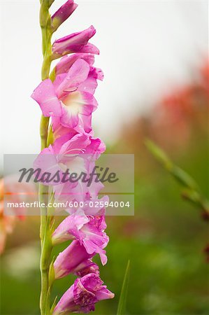 Close-up of Pink Flower, Salzburger Land, Austria