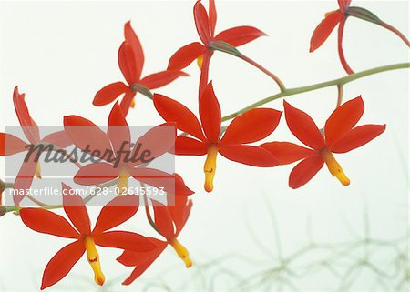 Blütenstiel mit rote Orchidee