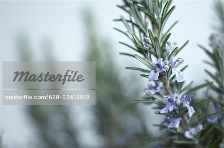 Blooming rosemary branch