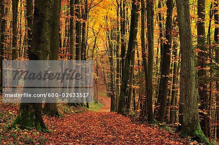 Chemin à travers la forêt, Suisse franconienne, Bavière, Allemagne