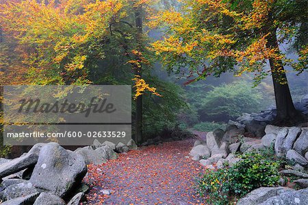 Walkway through Stone Run in Forest, Reichenbach, Odenwald, Hessen, Germany