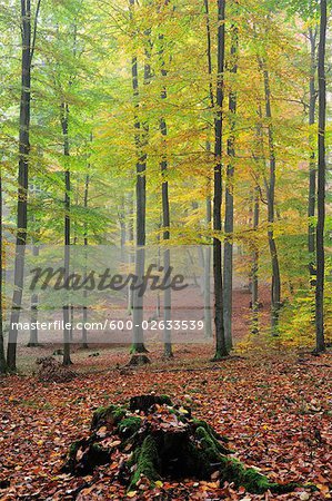 Forêt dans le brouillard, Spessart, Bavière, Allemagne