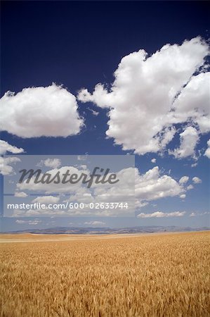 Champ de blé près de Bozeman, Montana, Etats-Unis