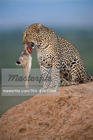 Leopard with Prey