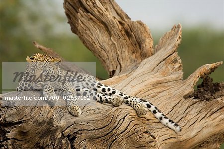 Leopard auf Log