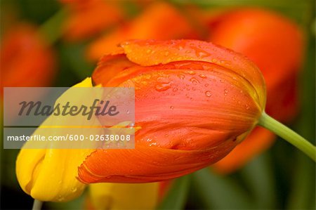 Tulipes, le jardin botanique, Madrid, Espagne