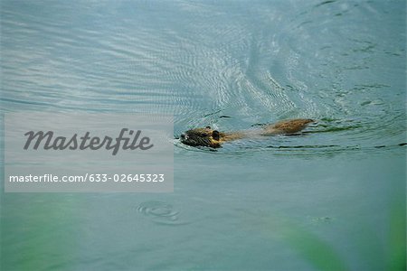 Coypu (Myocastor coypus) partially submerged, swimming quickly across pond