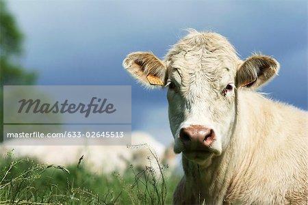 White cow in pasture, close-up