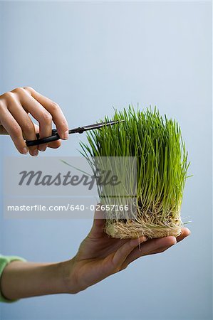 Femme de parage herbe avec des ciseaux.