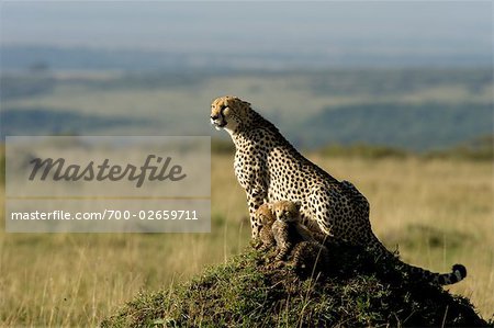 Famille guépard sur termitière