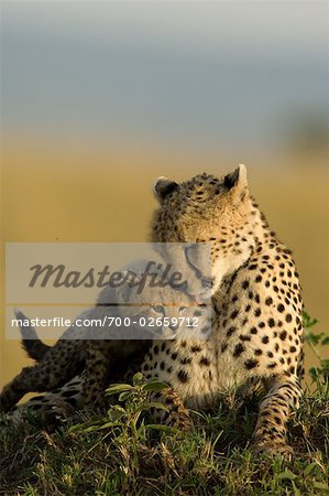 Cheetah Mother and Cub