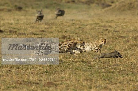 Gepard Mother &amp; Cub jagen Warzenschwein Ferkel