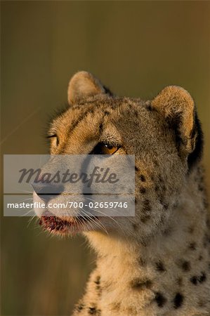 Portrait of Cheetah