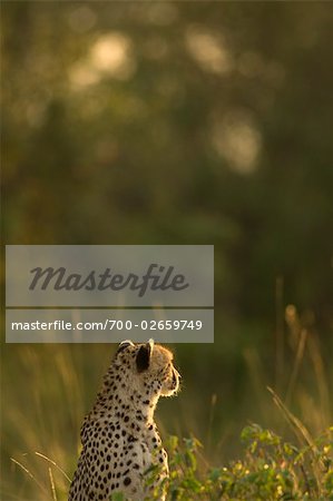 Gepard in Ferne suchen