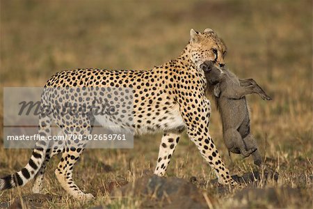 Cheetah with Warthog Prey