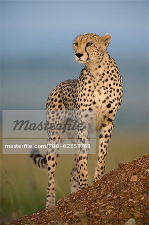 Gepard Stehend Auf Termite Mound Stockbilder Masterfile Lizenzpflichtiges Kunstlerverzeichnis Ken Michelle Dyball Bildnummer 700 02659769