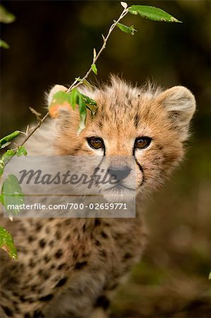 Portrait de Cheetah Cub