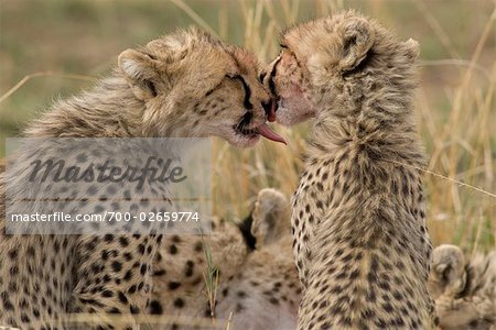 Cheetah Cubs Licking Each Other