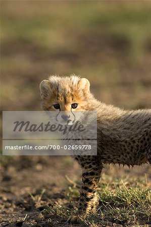 Cheetah Cub, champ