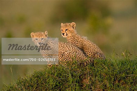 Cheetah Cubs on Termite Mound