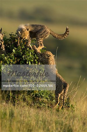 Gepard Cubs Klettern Bush