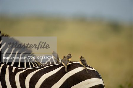 Zebra und Oxpeckers