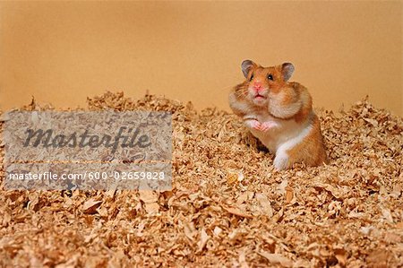 Hamster avec joues rembourrés