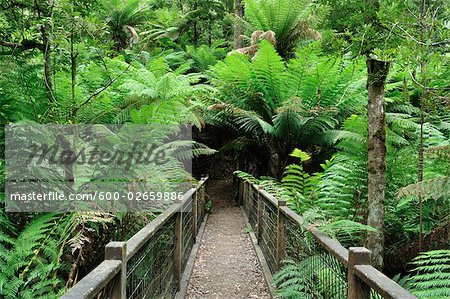 Chemin d'accès, le Parc National de Dandenong Ranges, Victoria, Australie
