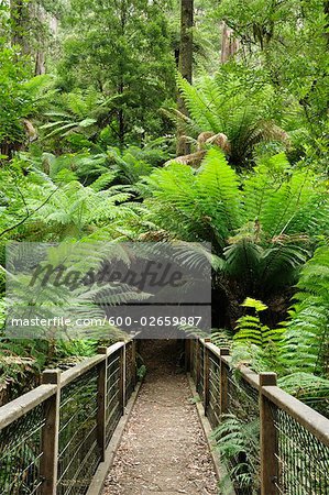 Path, Dandenong Ranges National Park, Victoria, Australia