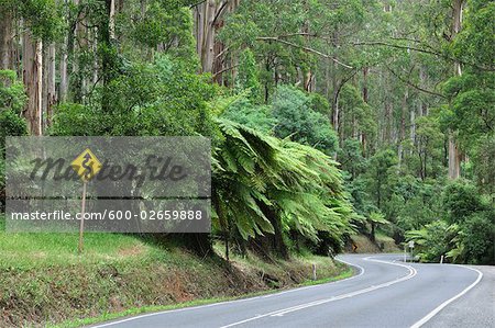 Road, Dandenong Ranges National Park, Australien