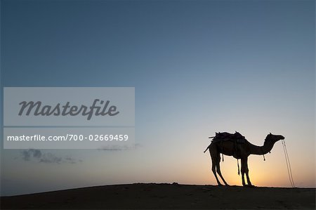 Camel at Sunset, Thar Desert near Jaisalmer, Rajasthan, India