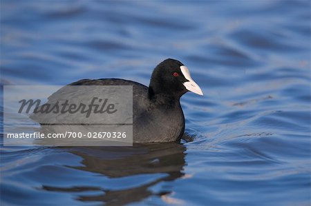 Coot, Germany