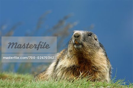 Alpine Marmot, Parc National de Hohe Tauern, Alpes autrichiennes, Autriche