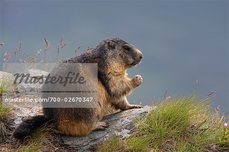 Alpine marmottes, Parc National de Hohe Tauern, Alpes autrichiennes, Autriche
