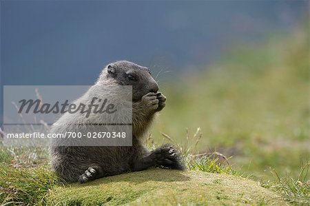 Alpine marmottes, Parc National de Hohe Tauern, Alpes autrichiennes, Autriche