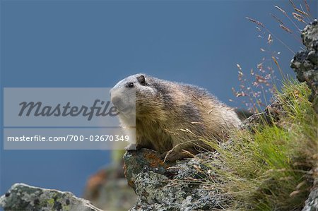 Alpine Murmeltiere, Nationalpark Hohe Tauern, Österreichische Alpen, Österreich