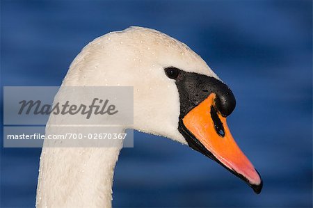 Mute Swan