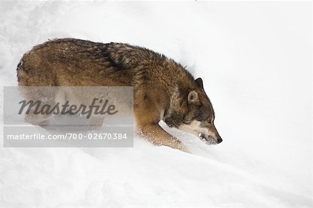 Eurasian Wolf, Bavarian Forest National Park, Bavaria, Germany