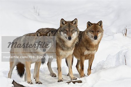 Eurasiennes loups, Parc National des forêts bavaroises, Bavière, Allemagne