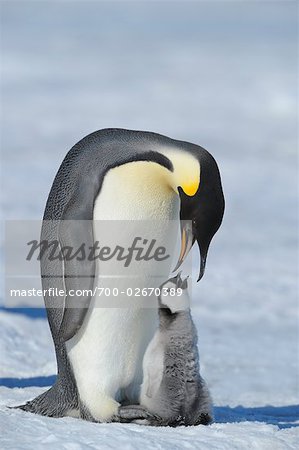 Manchot empereur avec Chick, Snow Hill Island, Antarctica