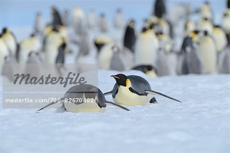 Manchots empereurs glissant sur la glace, Snow Hill Island, Antarctica