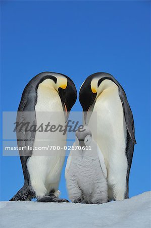 Emperor Penguins, Snow Hill Island, Antarctica