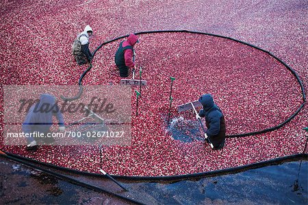 Cranberry Harvest, Wareham, Massachusetts, USA