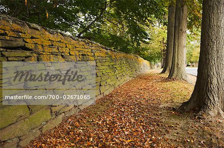 Steinmauer und Bäumen gesäumten Straße, Newport, Rhode Island, USA