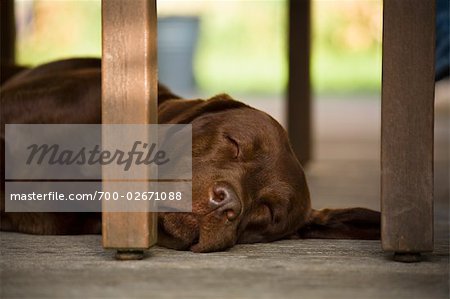 Sleeping Dog, Belgium