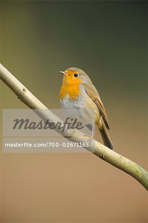 Robin on Branch