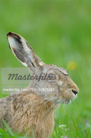 Portrait of Hare